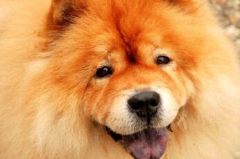 Chow Chow Pc Wallpaper