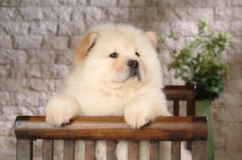Chow Chow Pc Wallpaper 4k