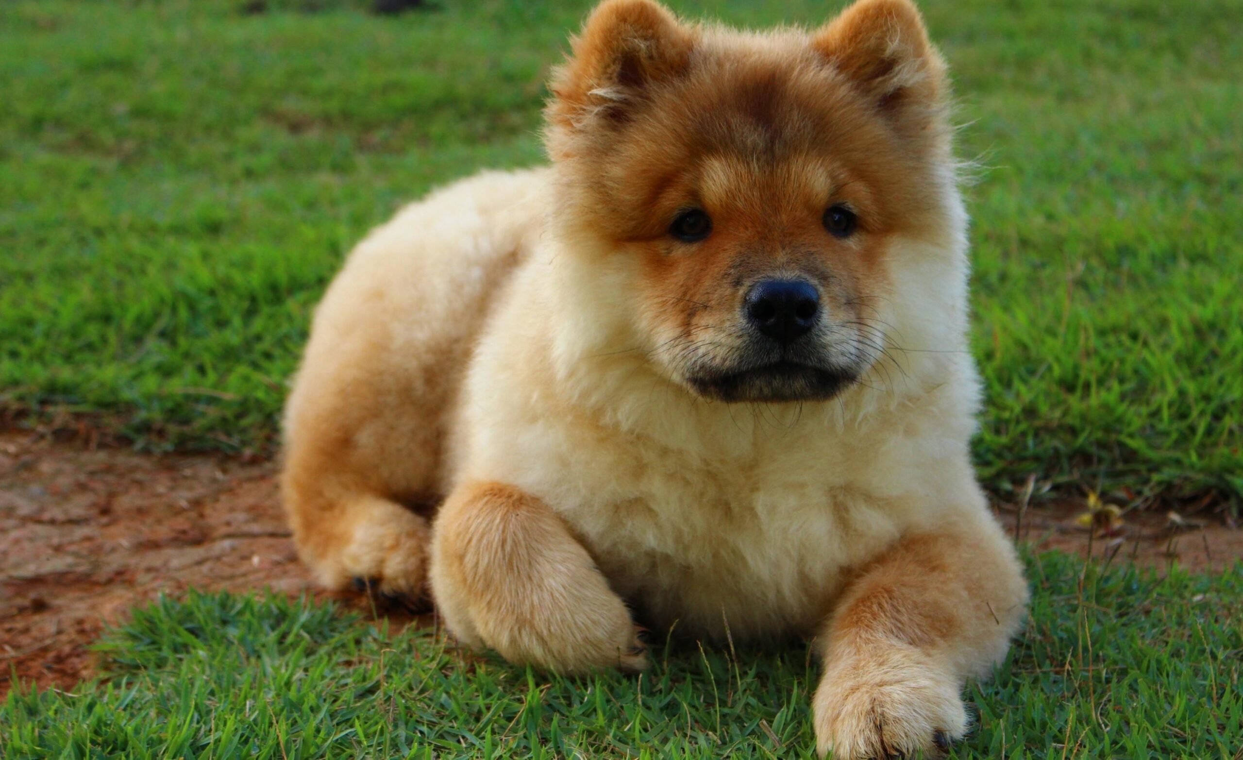 Chow Chow Wallpaper 4k Download For Laptop