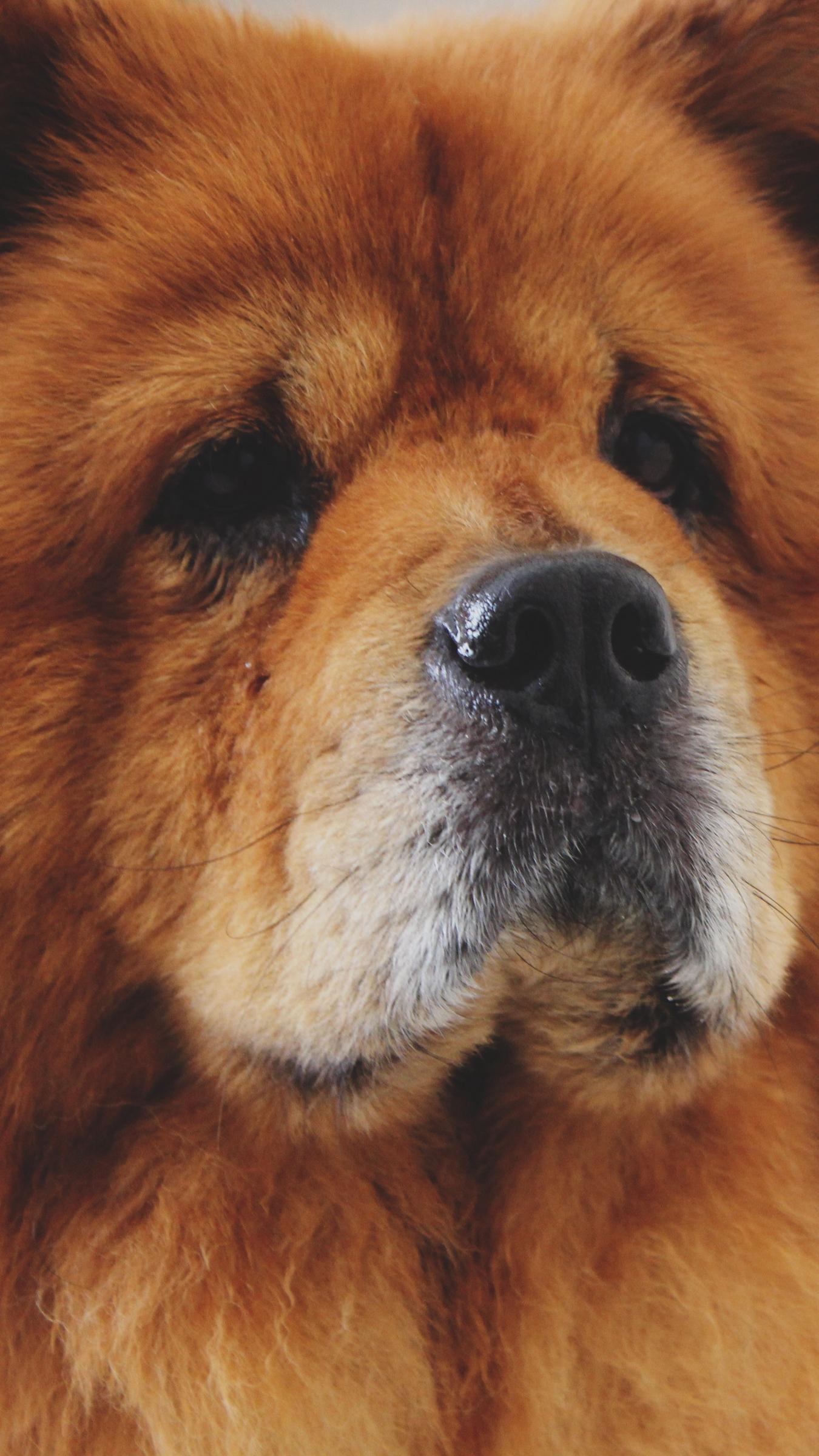 Chow Chow Wallpaper 4k Download, Chow Chow, Animal