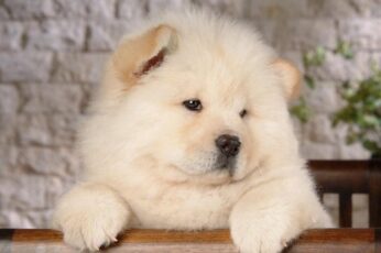 Chow Chow Wallpaper 4k For Laptop