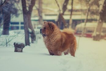 Chow Chow Wallpaper Download