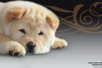 Chow Chow Wallpaper For Pc