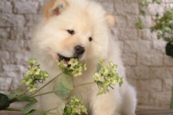 Chow Chow Wallpaper Hd Download