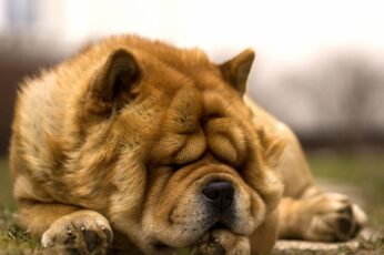 Chow Chow Wallpaper Hd Download For Pc