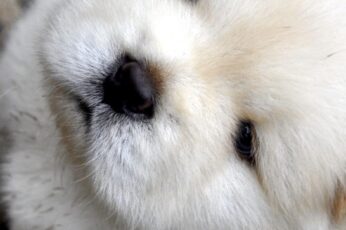 Chow Chow Wallpaper Iphone