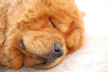 Chow Chow Wallpaper Photo