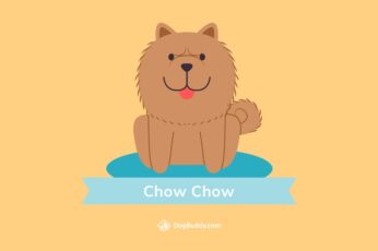 Chow Chow Wallpapers Hd For Pc