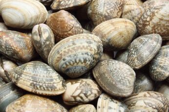 Clams Hd Wallpapers For Pc