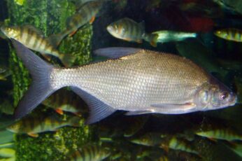 Common Bream Hd Wallpapers For Pc
