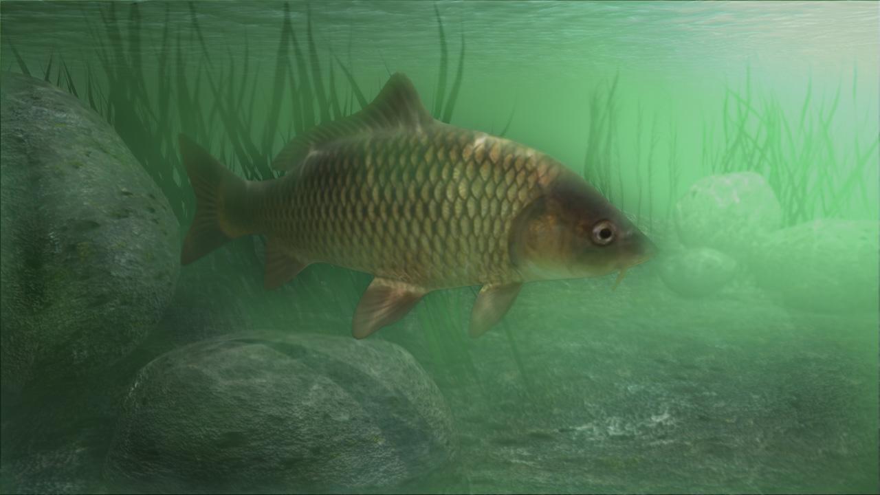 Common Carp 1080p Wallpaper, Common Carp, Animal