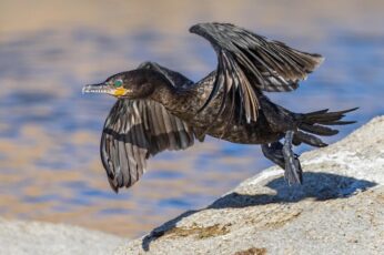 Cormorant Hd Wallpapers For Pc