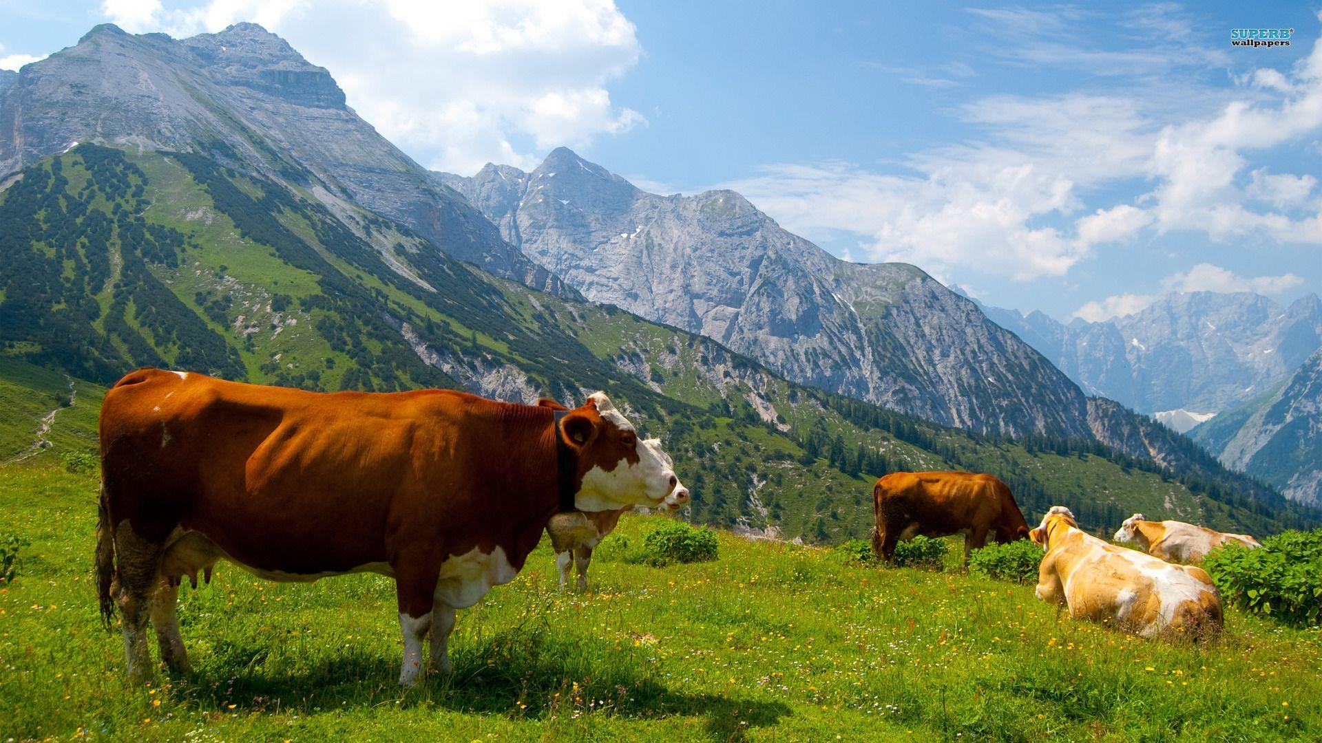 Cow 1080p Wallpaper