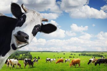 Cow Desktop Wallpaper 4k