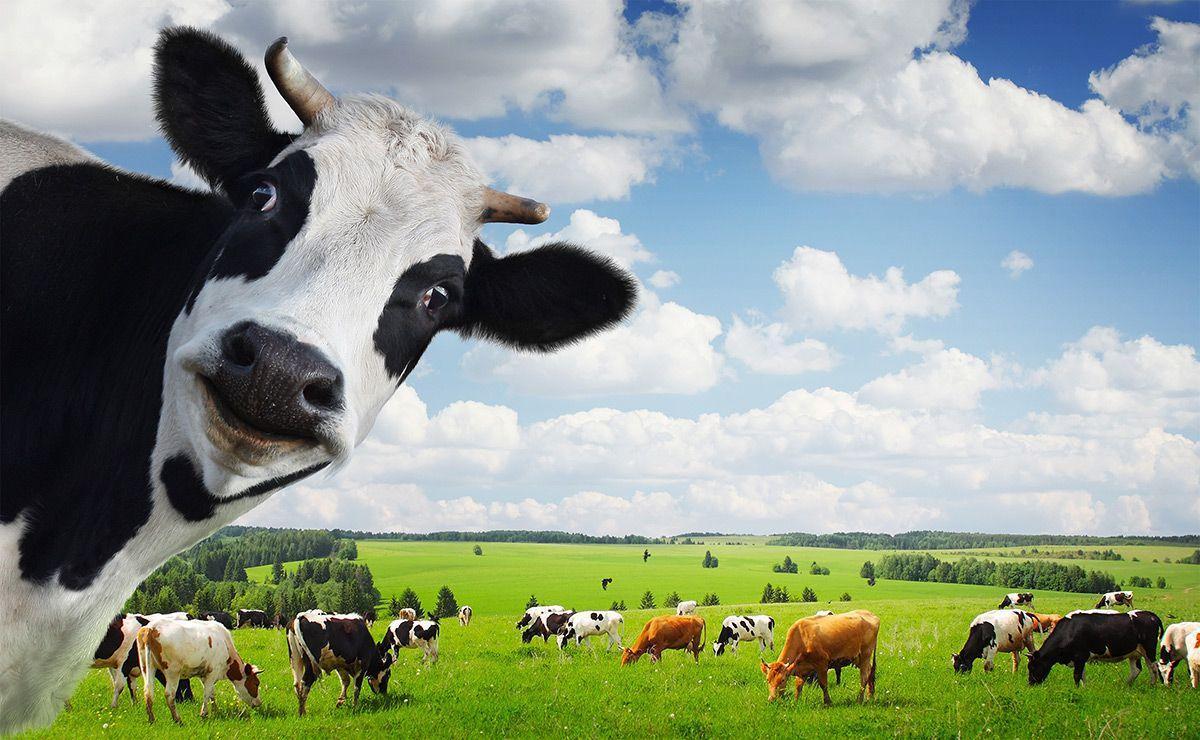 Cow Desktop Wallpaper 4k