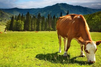 Cow Hd Wallpapers For Pc