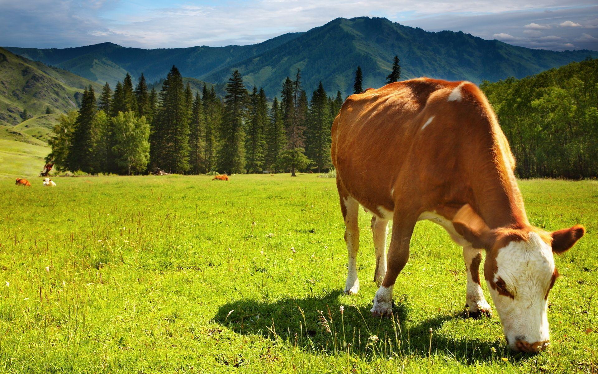Cow Hd Wallpapers For Pc