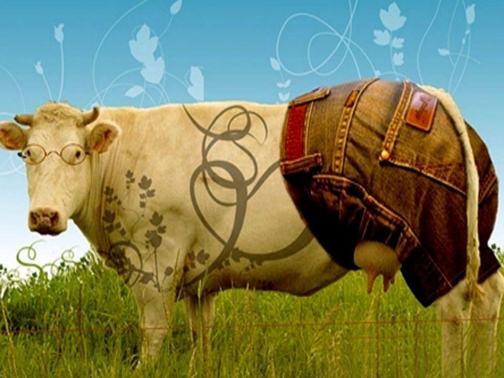 Cow Pc Wallpaper 4k