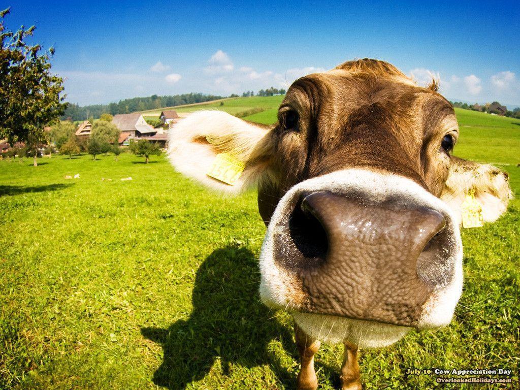Cow Pc Wallpaper, Cow, Animal
