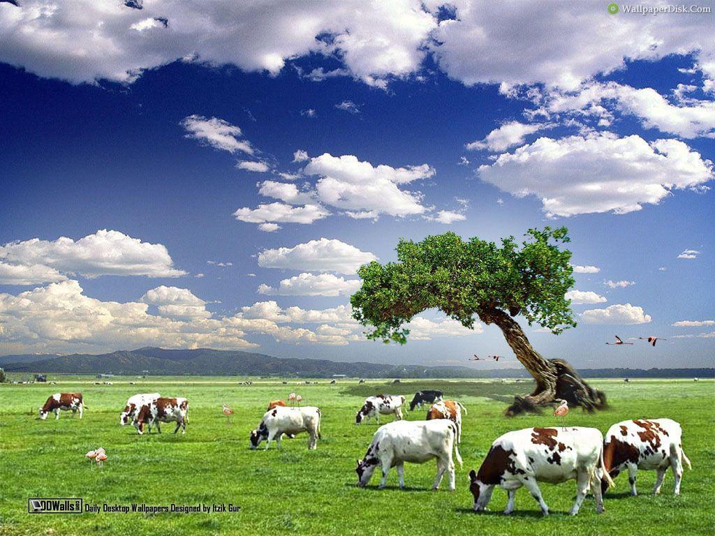 Mountains Cow on Green Grass 4K Wallpaper  3840x2559 resolution wallpaper