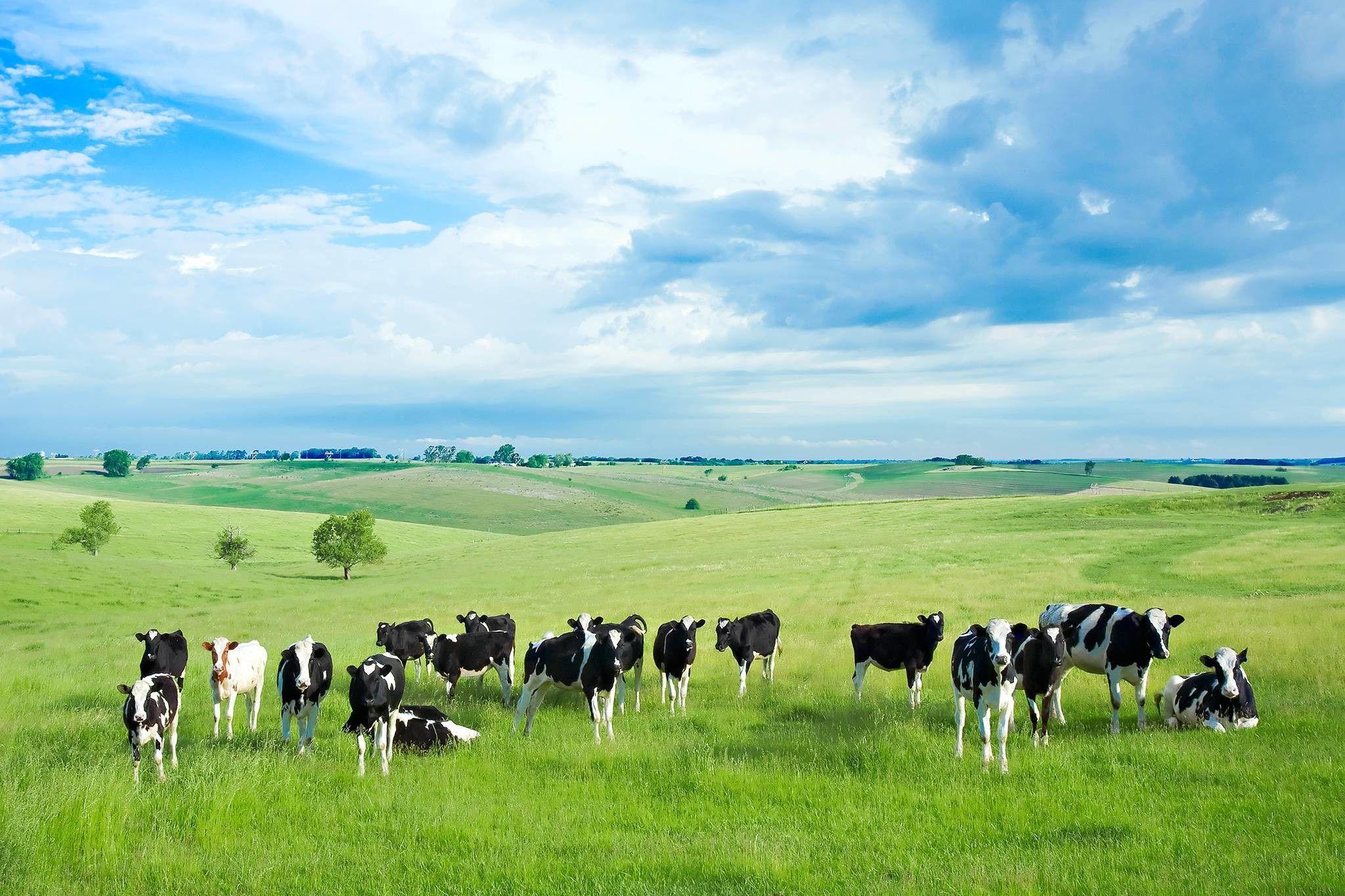 Cow Wallpaper Desktop 4k, Cow, Animal