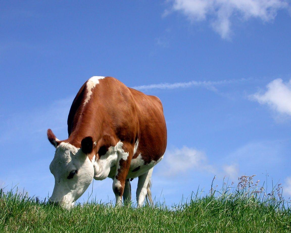 Cow Wallpaper Download, Cow, Animal