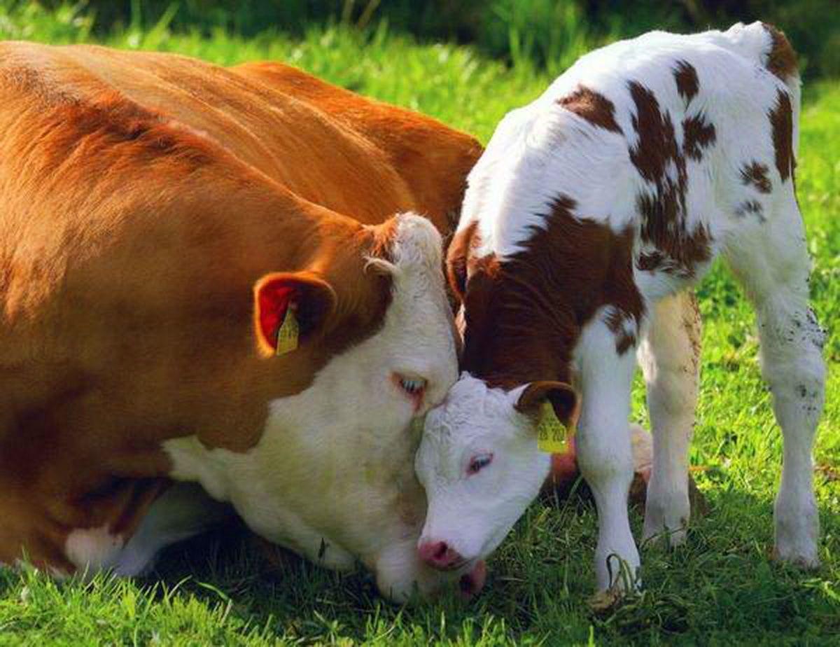 9,000+ Free Cow Pictures & Images [HD] - Pixabay