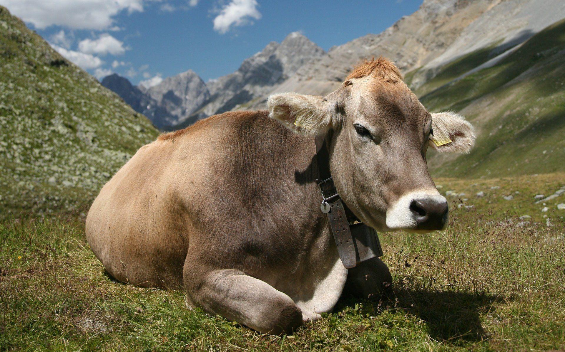 Cow Wallpaper Photo, Cow, Animal