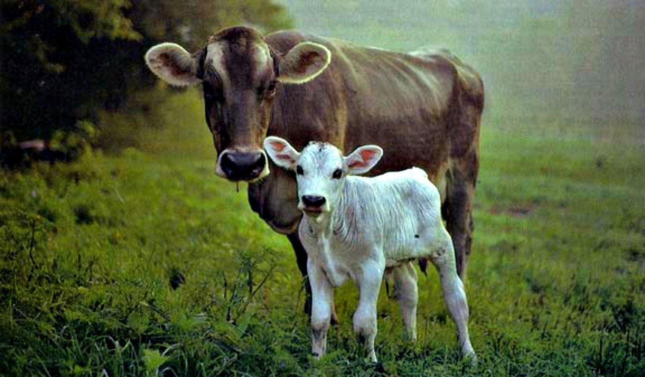Cow Windows 11 Wallpaper 4k, Cow, Animal
