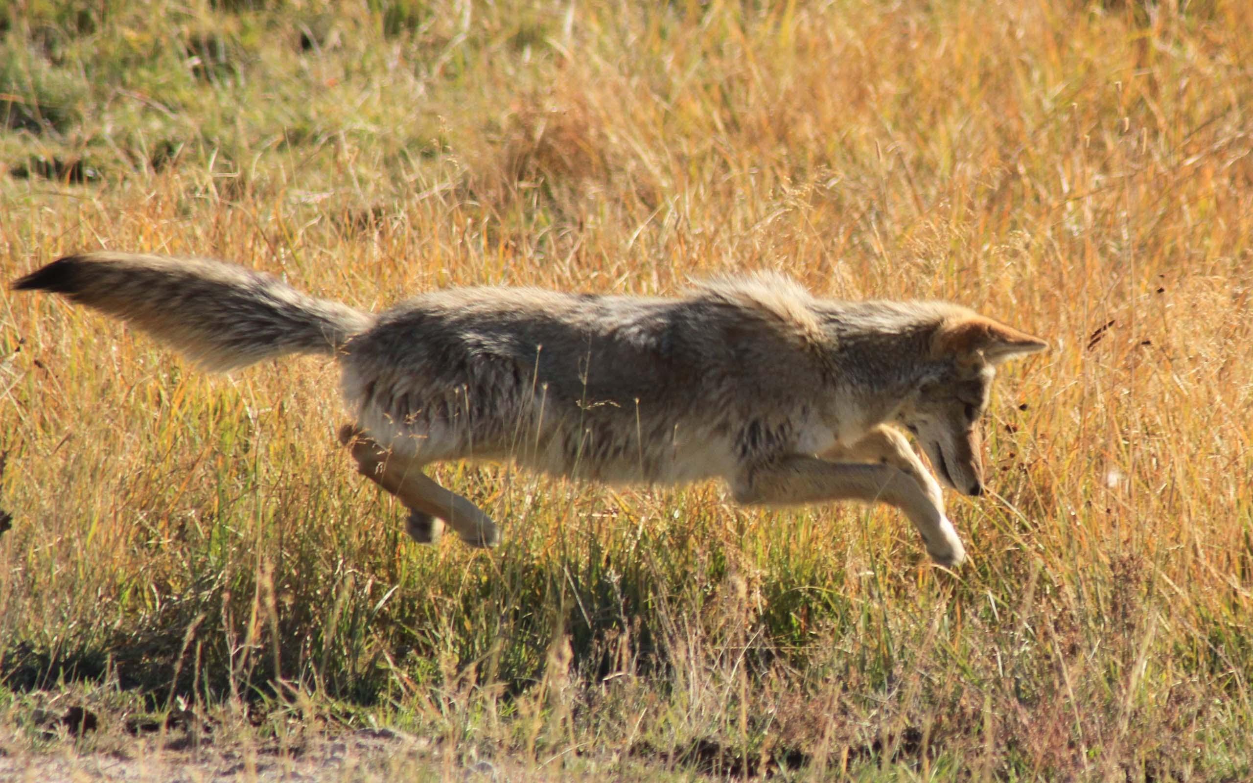 Coyote Desktop Wallpaper, Coyote, Animal