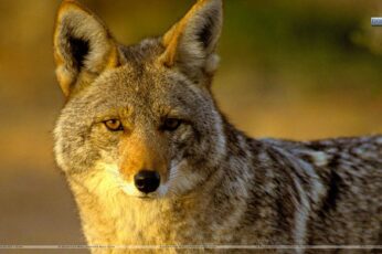 Coyote Desktop Wallpapers