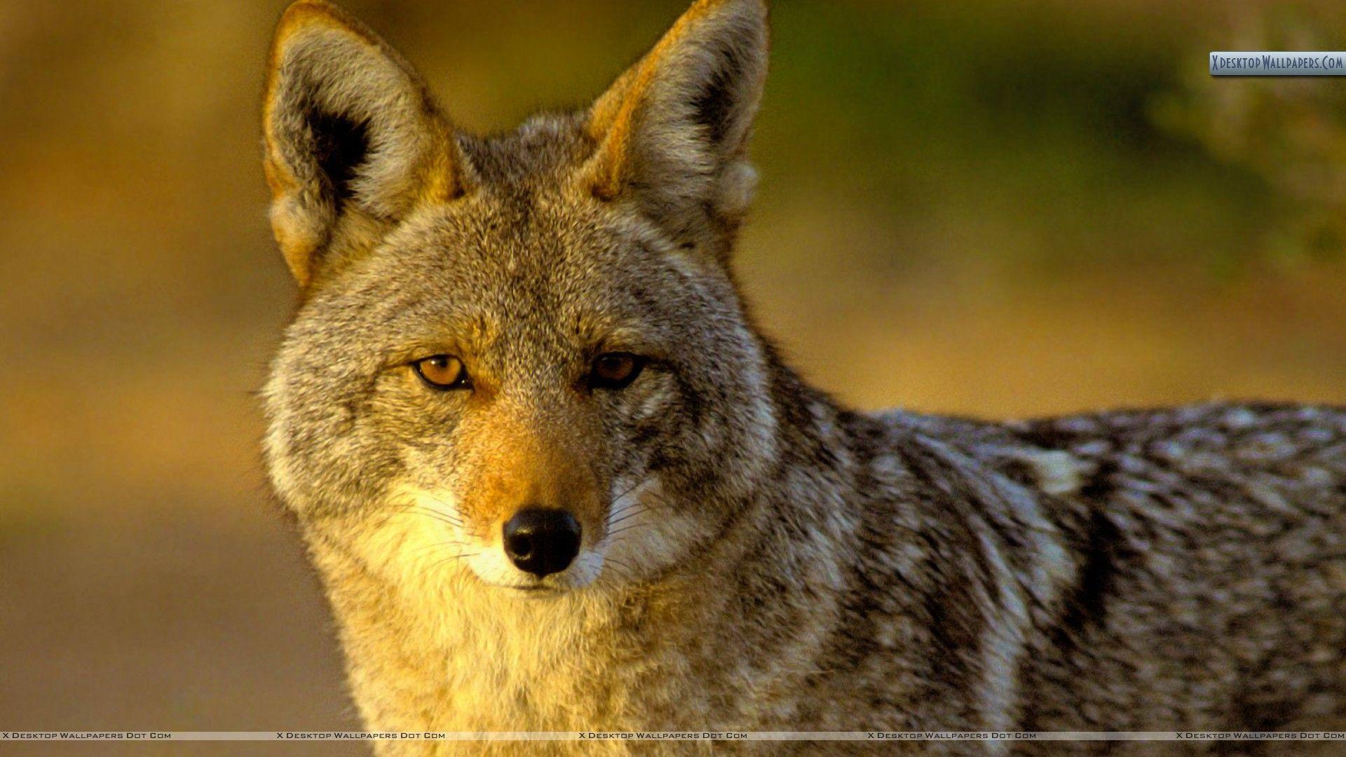 Coyote Desktop Wallpapers, Coyote, Animal