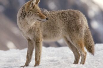 Coyote Hd Wallpapers Free Download