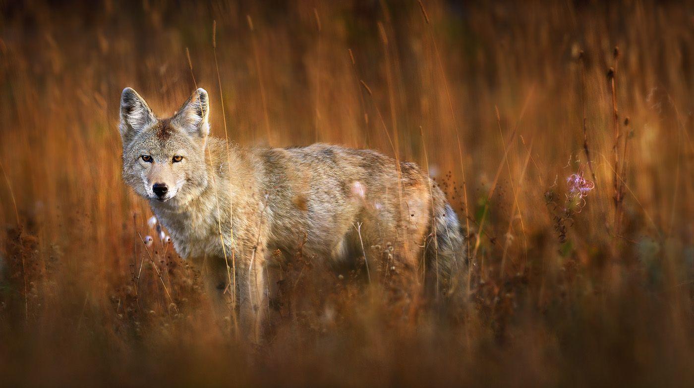 Coyote Pictures  Download Free Images on Unsplash