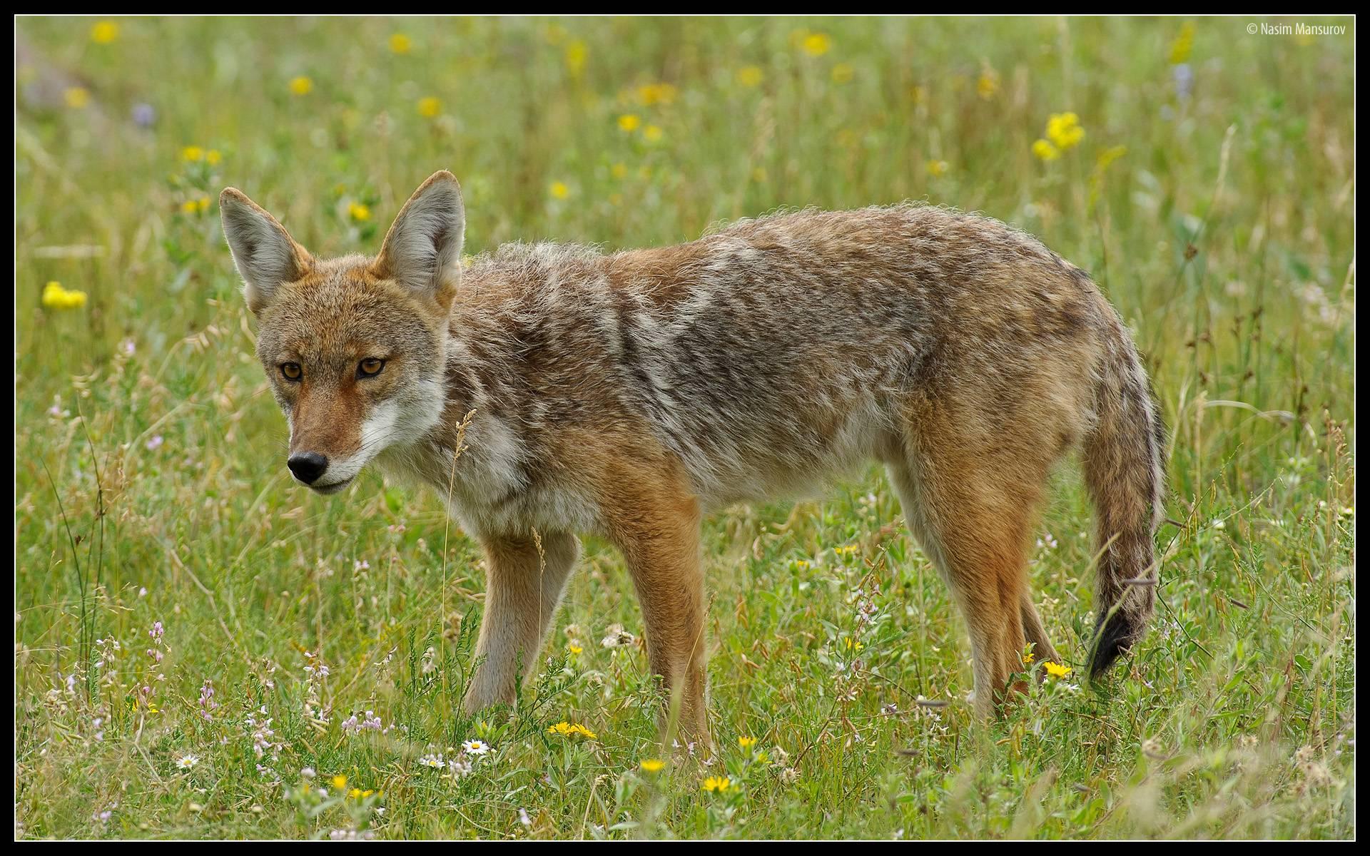 Coyote Wallpaper Desktop 4k, Coyote, Animal