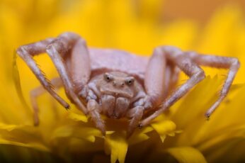 Crab Spiders Hd Wallpapers For Pc