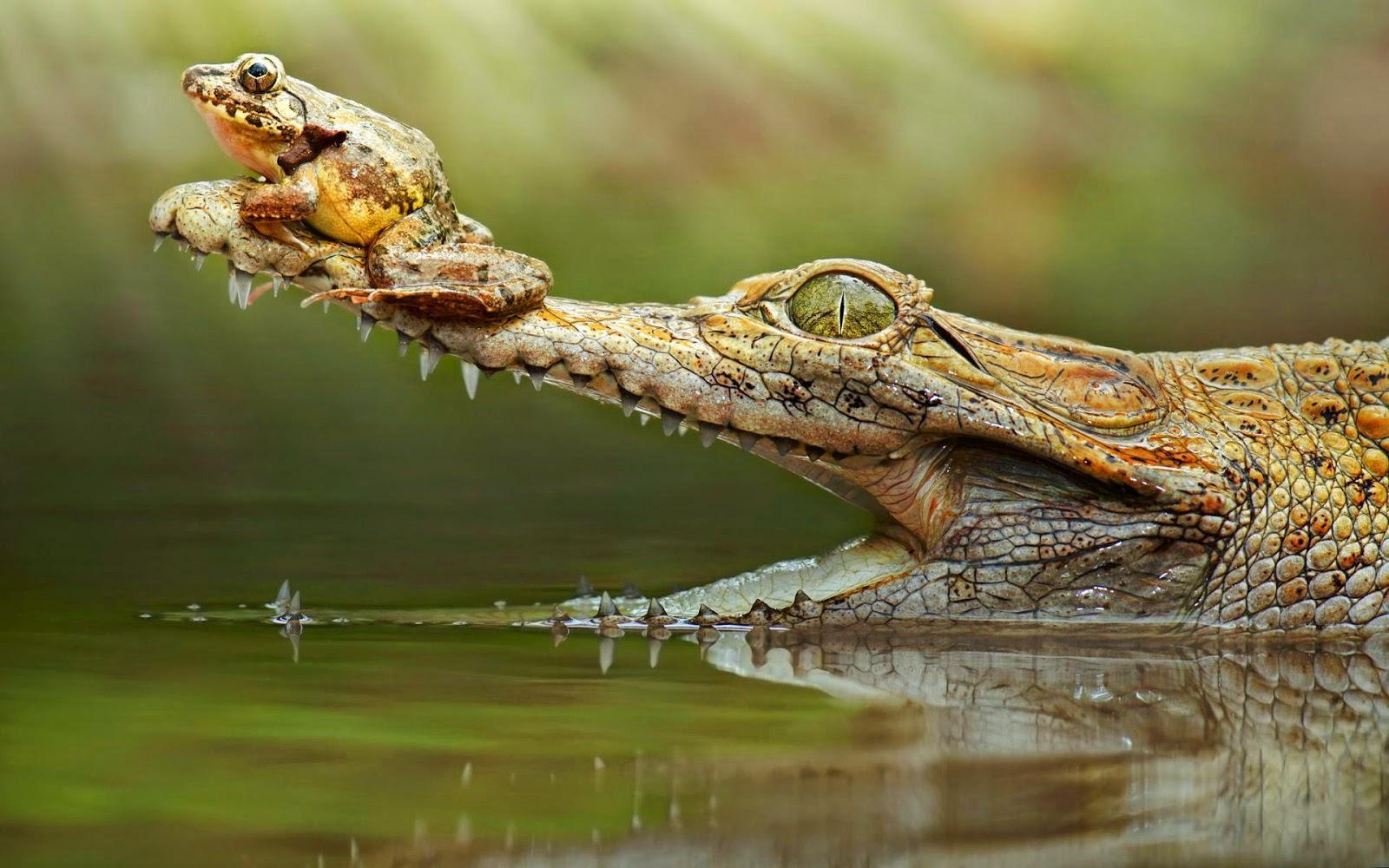 Crocodile Desktop Wallpaper Hd, Crocodile, Animal