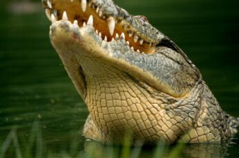 Crocodile Hd Wallpapers For Mobile