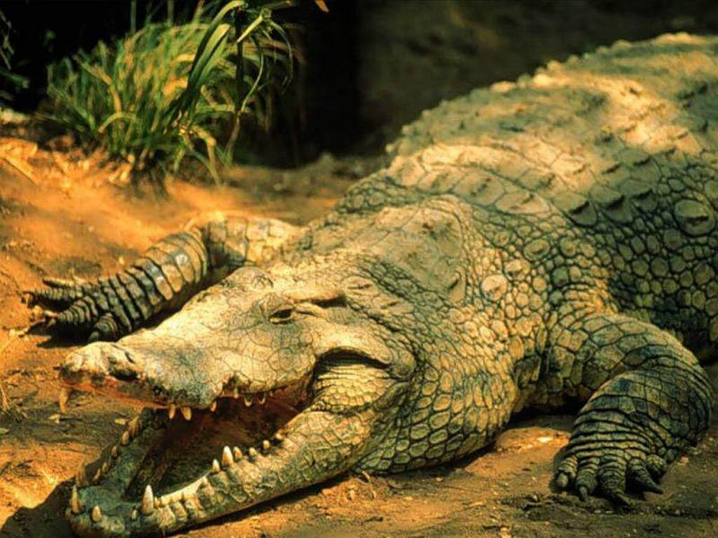 Crocodile Laptop Wallpaper, Crocodile, Animal