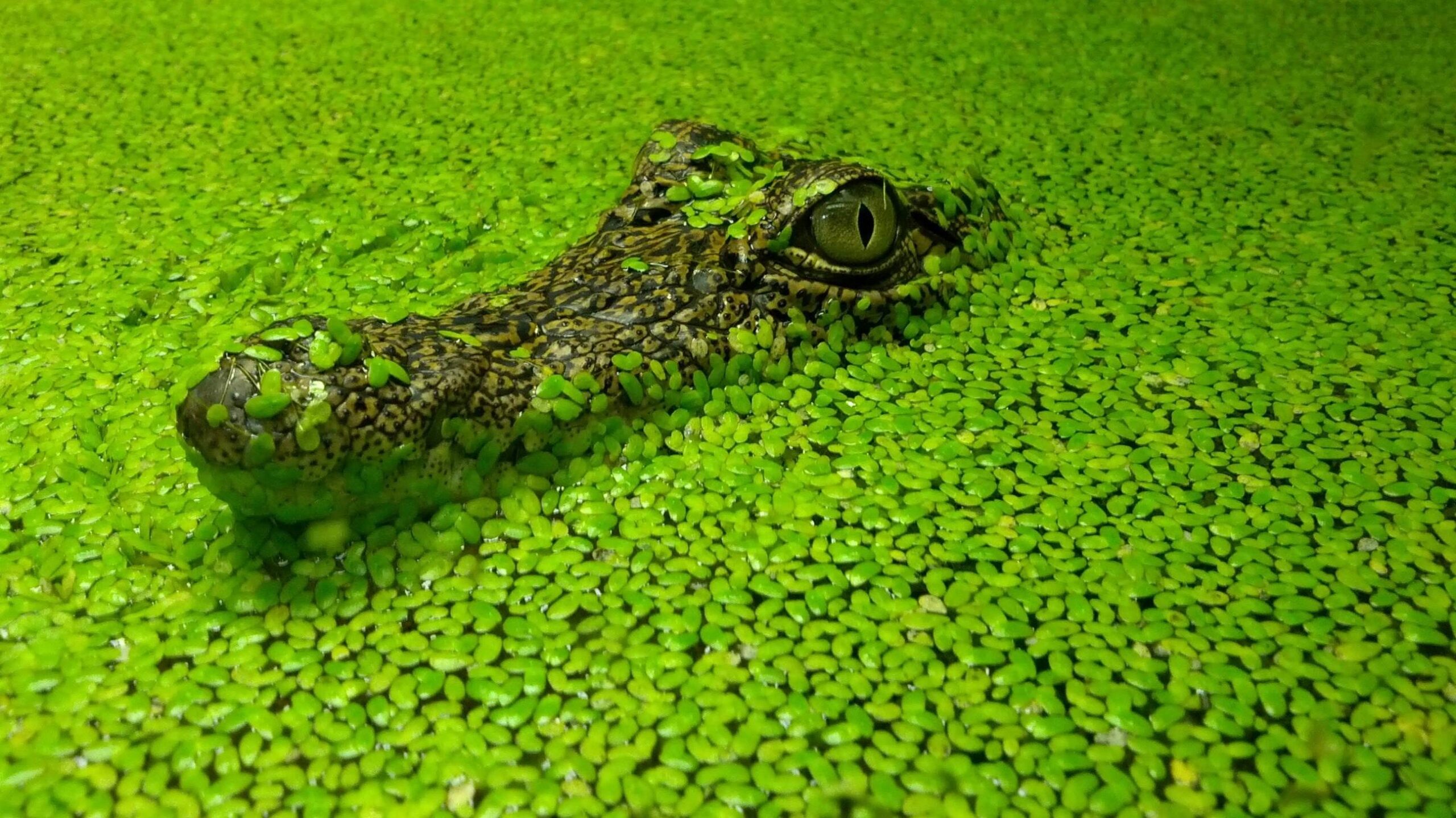 Crocodile Pc Wallpaper 4k, Crocodile, Animal