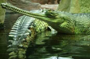 Crocodile Wallpaper Desktop 4k