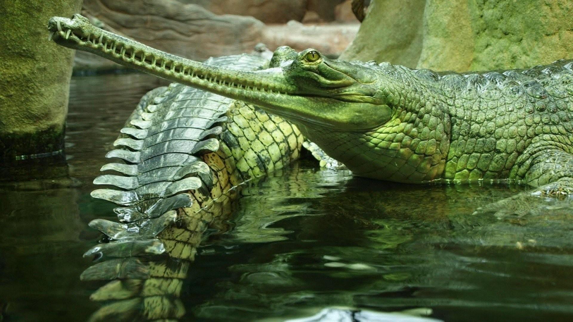 Crocodile Wallpaper Desktop 4k, Crocodile, Animal