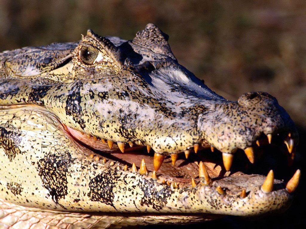 Crocodile Wallpaper Download, Crocodile, Animal