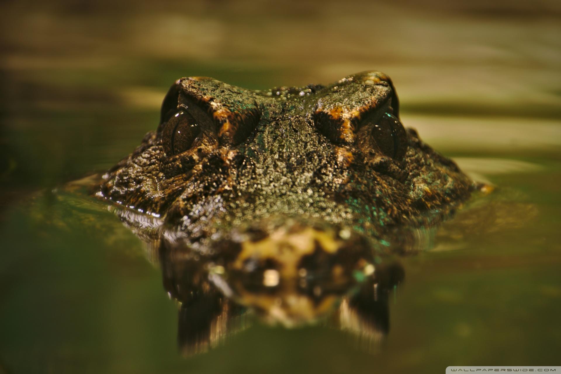 235,529 Crocodile Images, Stock Photos & Vectors | Shutterstock