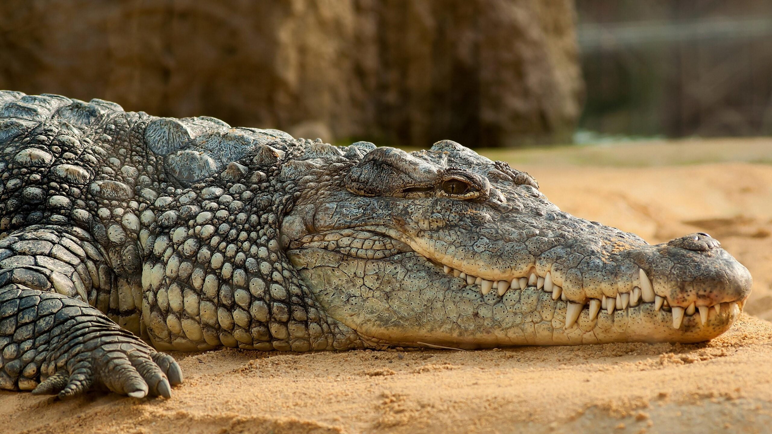 Crocodile Wallpaper Iphone, Crocodile, Animal