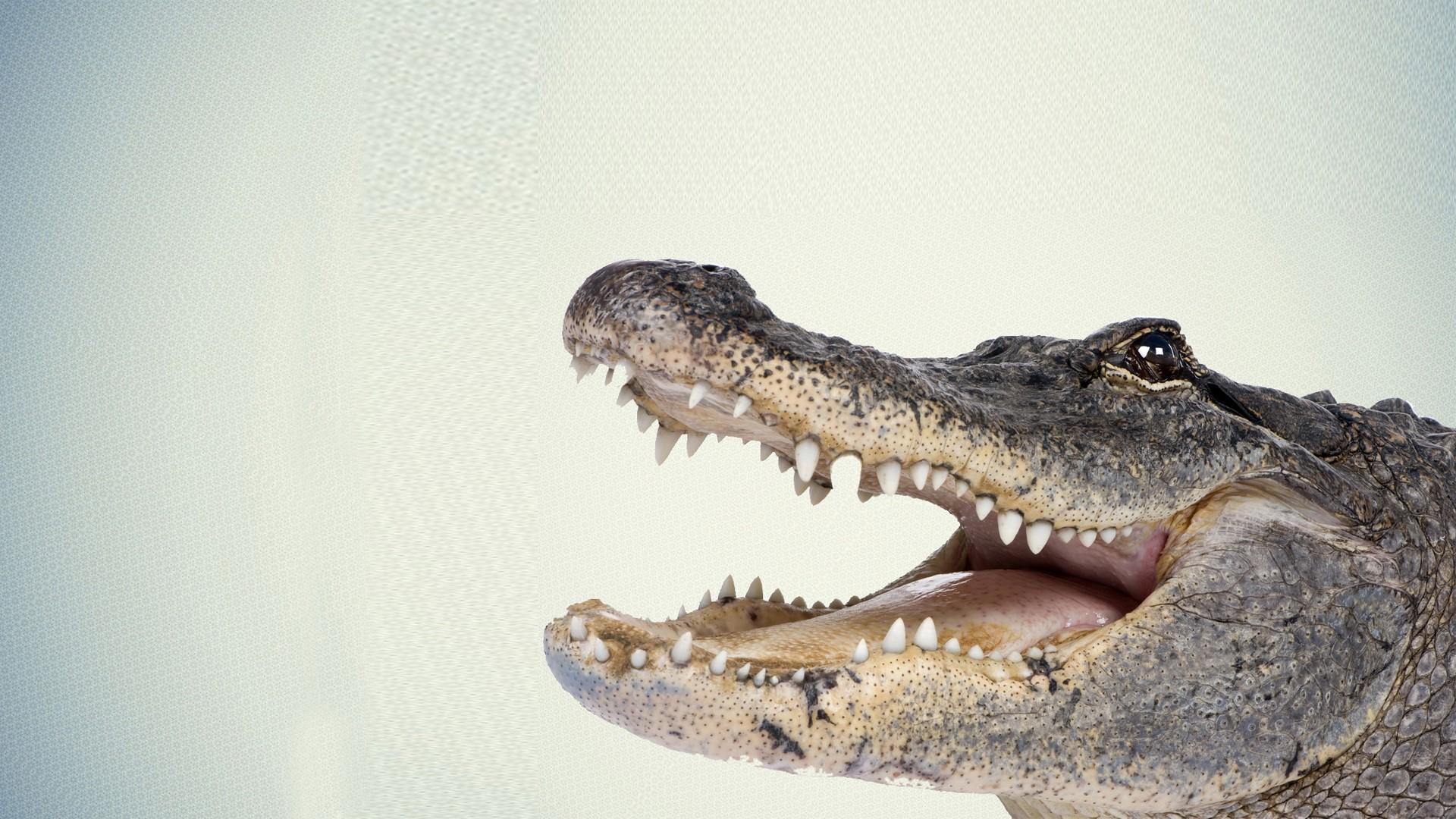 Crocodile Wallpapers For Free, Crocodile, Animal