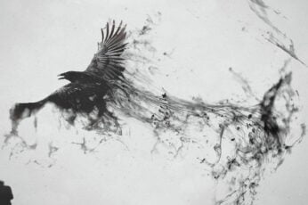 Crows Best Wallpaper Hd