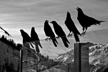 Crows Hd Wallpaper 4k Download Full Screen