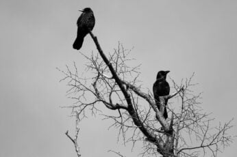 Crows High Resolution Desktop Wallpaper