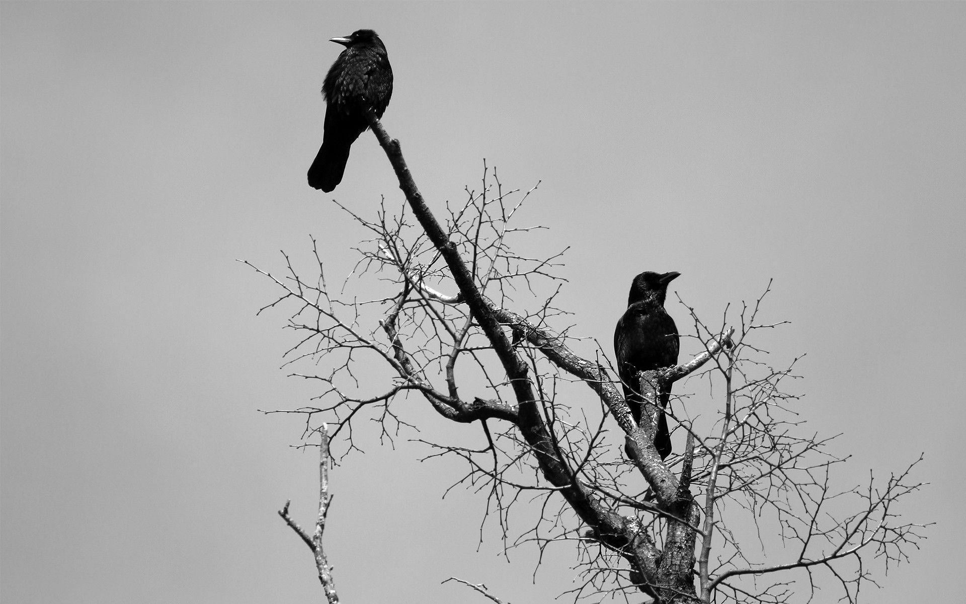 Crows High Resolution Desktop Wallpaper, Crows, Animal